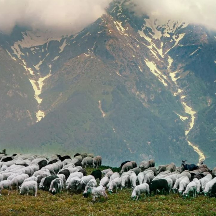 Le festival Pastoralismes et Grands Espaces 2025